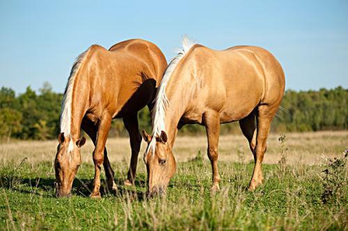澳門碼今晚開什么特馬，澳門碼今晚特馬預(yù)測