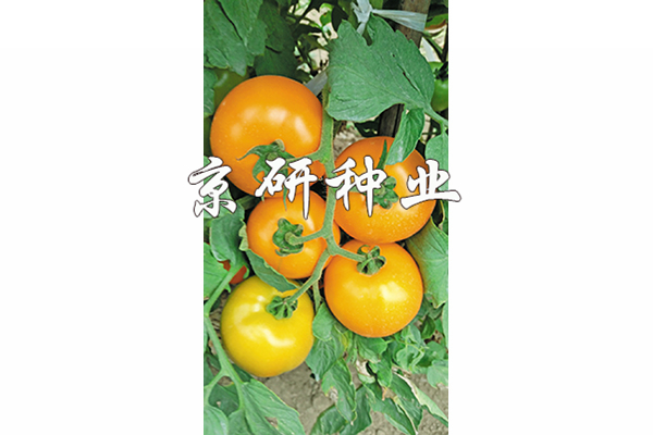 香港六消中特期期誰(shuí)，香港六消中特期期誰(shuí)揭曉？