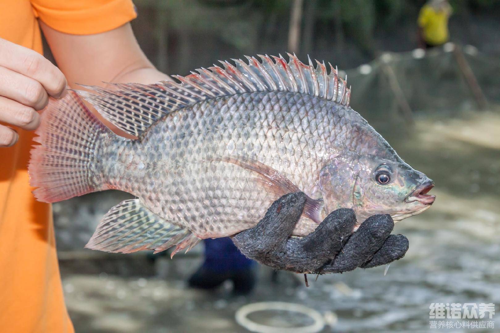 澳門特馬今晚開獎結(jié)果與非洲鯽魚的觀賞魚共養(yǎng)可行性探討，澳門特馬今晚開獎結(jié)果與觀賞魚共養(yǎng)可行性探討，非洲鯽魚參與共養(yǎng)的可能性分析